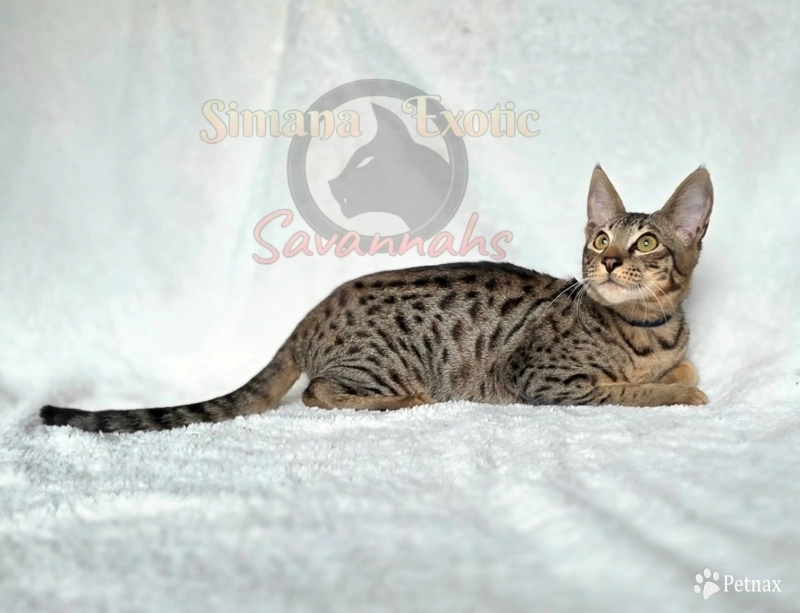 Mr Blue Savannah