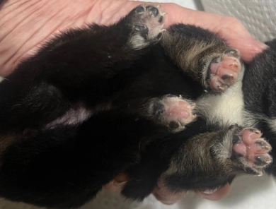 Gift Alpha Girl 1 Shiba Inu