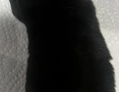 Gift Alpha Girl 1 Shiba Inu