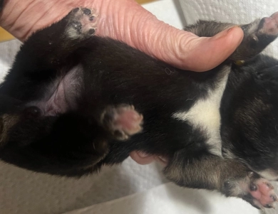 Gift Alpha Girl 1 Shiba Inu