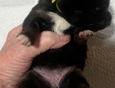 Gift Alpha Girl 1 Shiba Inu