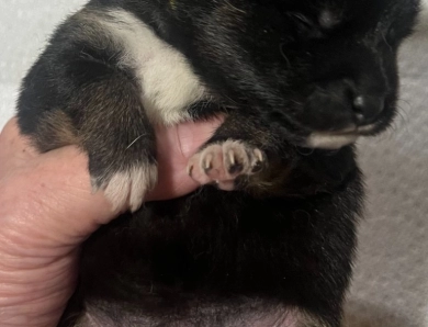 Gift Alpha Girl 1 Shiba Inu