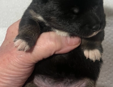 Gift Alpha Girl 1 Shiba Inu