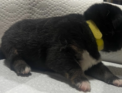 Gift Alpha Girl 1 Shiba Inu