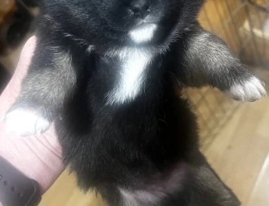 Gift Alpha Girl 1 Shiba Inu