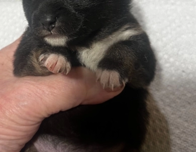 Gift Alpha Girl 1 Shiba Inu