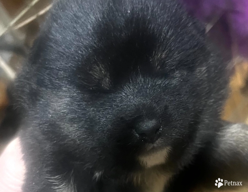 Gift Alpha Girl 1 Shiba Inu