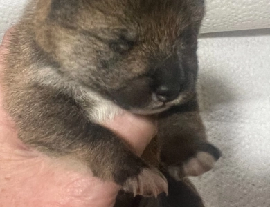 Gift Alpha Boy 2 Shiba Inu