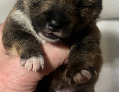 Gift Alpha Boy 2 Shiba Inu