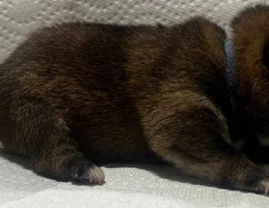 Gift Alpha Boy 2 Shiba Inu