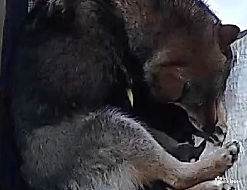 Gift Alpha Boy 2 Shiba Inu