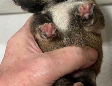 Gift Alpha Boy 2 Shiba Inu