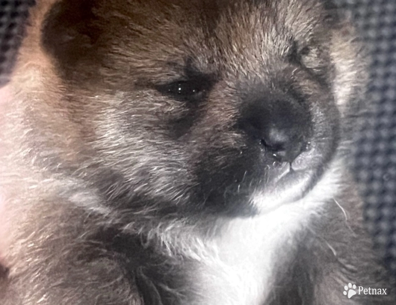 Gift Alpha Boy 2 Shiba Inu