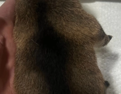 Gift Alpha Boy 2 Shiba Inu