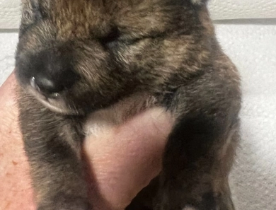 Gift Alpha Boy 2 Shiba Inu