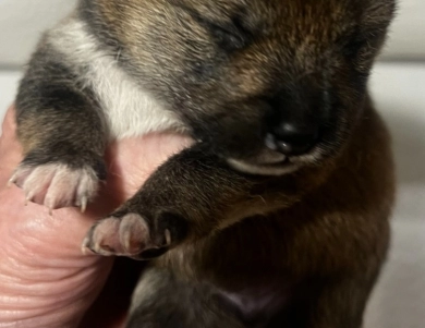 Gift Alpha Boy 2 Shiba Inu