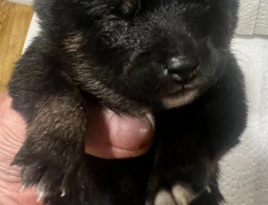 Gift Alpha Girl 3 Shiba Inu