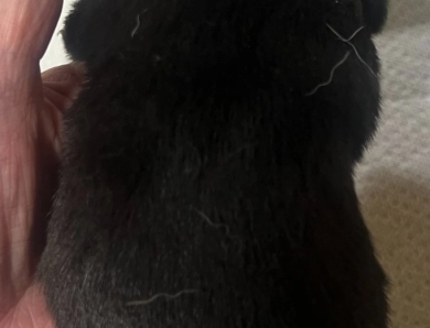 Gift Alpha Girl 3 Shiba Inu