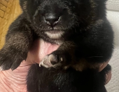 Gift Alpha Girl 3 Shiba Inu