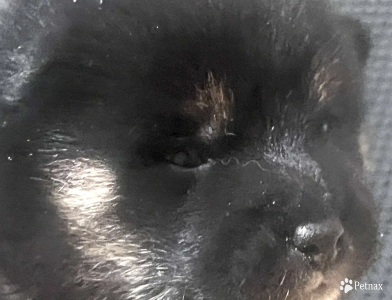 Gift Alpha Girl 3 Shiba Inu