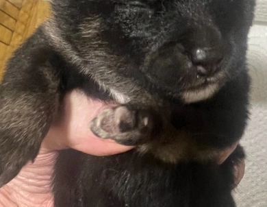 Gift Alpha Girl 3 Shiba Inu