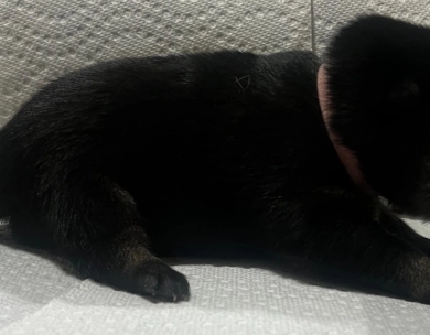 Gift Alpha Girl 3 Shiba Inu