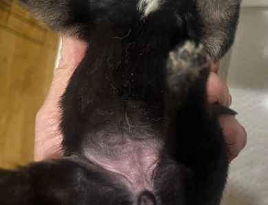 Gift Alpha Girl 3 Shiba Inu