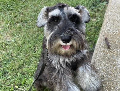 Max Miniature Schnauzer