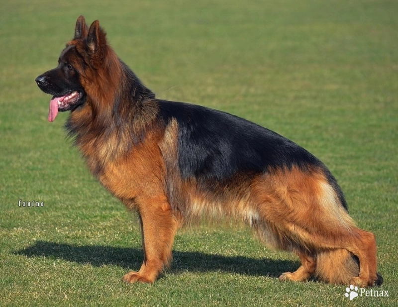 Commander Vom Zwingerwalder German Shepherd