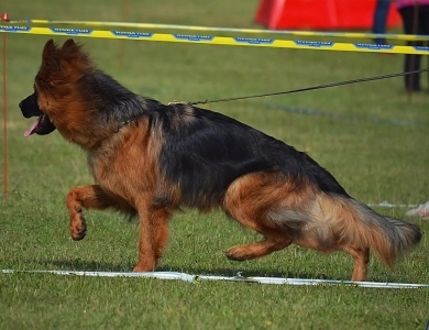 Commander Vom Zwingerwalder Commander Vom Zwingerwalder German Shepherd