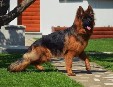 Commander Vom Zwingerwalder Commander Vom Zwingerwalder German Shepherd