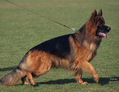 Commander Vom Zwingerwalder Commander Vom Zwingerwalder German Shepherd