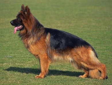 Commander Vom Zwingerwalder