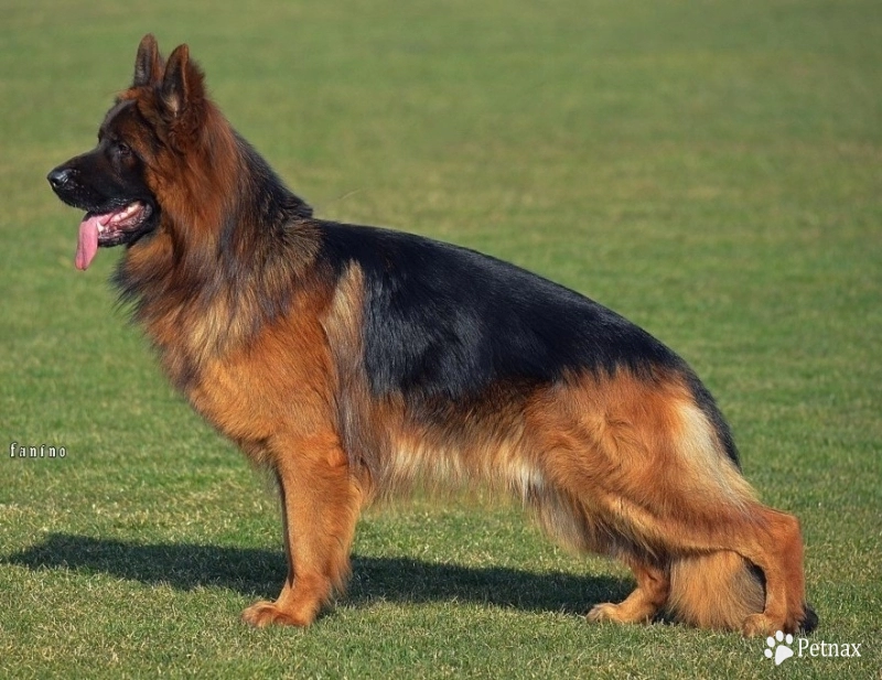 Commander Vom Zwingerwalder German Shepherd