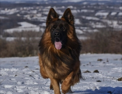 Commander Vom Zwingerwalder Commander Vom Zwingerwalder German Shepherd