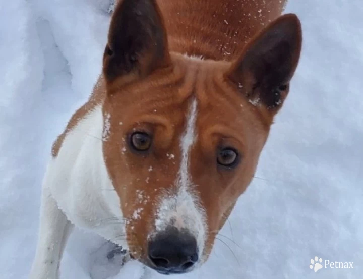 Duke Basenji