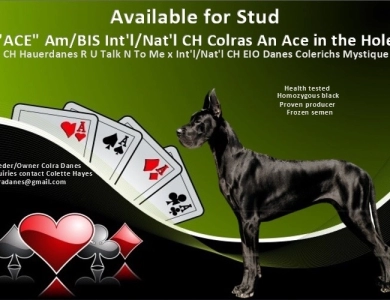 "Ace" CH Colras An Ace in the Hole Great Dane