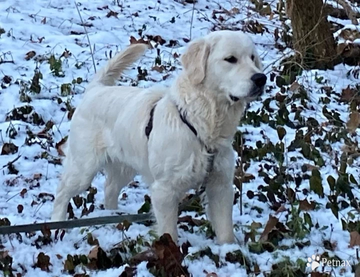 Prince Golden Retriever