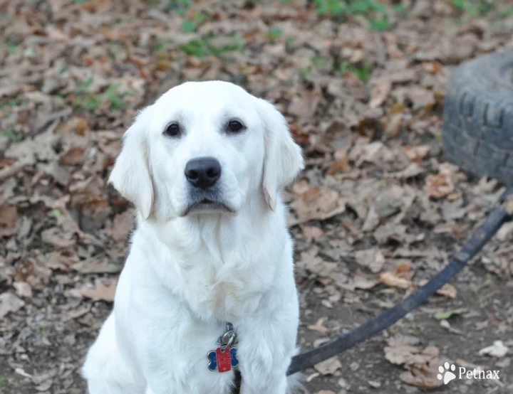 Kiah Golden Retriever