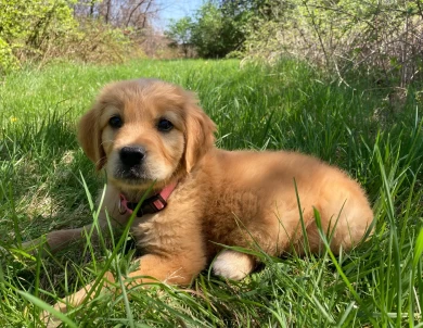 Nakia Golden Retriever