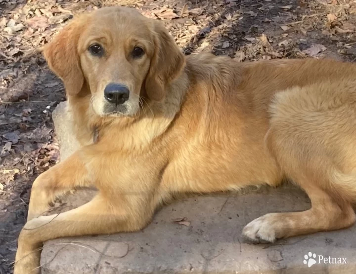 Nakia Golden Retriever