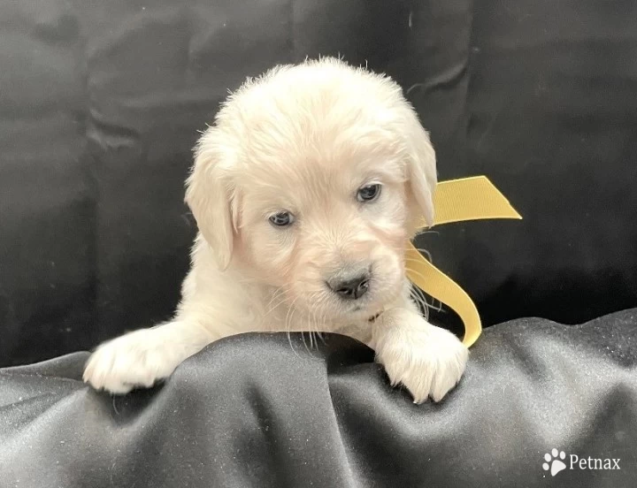 Yellow Puppies for Sale