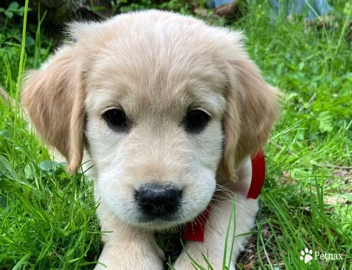 Red Puppies for Sale