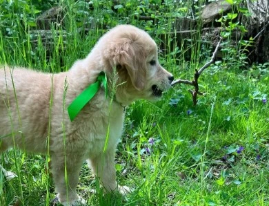 Light Green Puppies for Sale