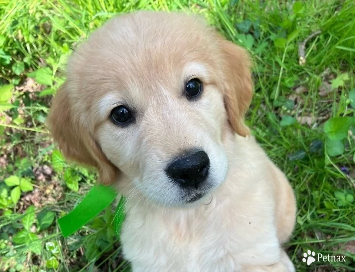 Light Green Puppies for Sale