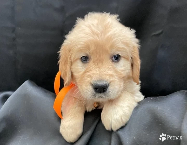 Orange Puppies for Sale