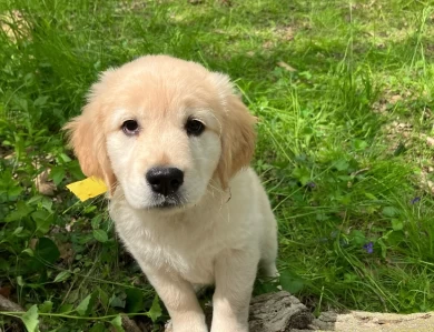 Yellow Puppies for Sale