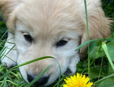 Yellow Puppies for Sale