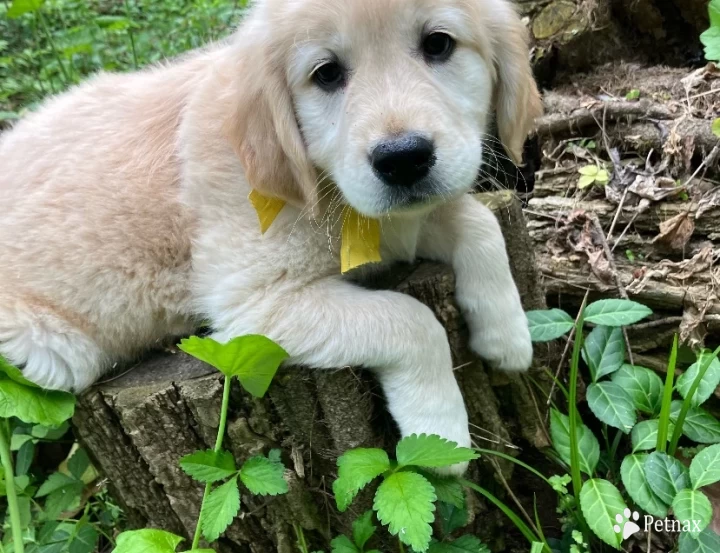 Yellow Puppies for Sale