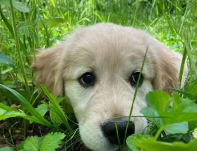 Yellow Puppies for Sale